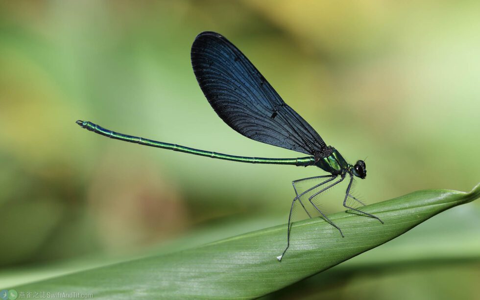 Matrona Cyanoptera