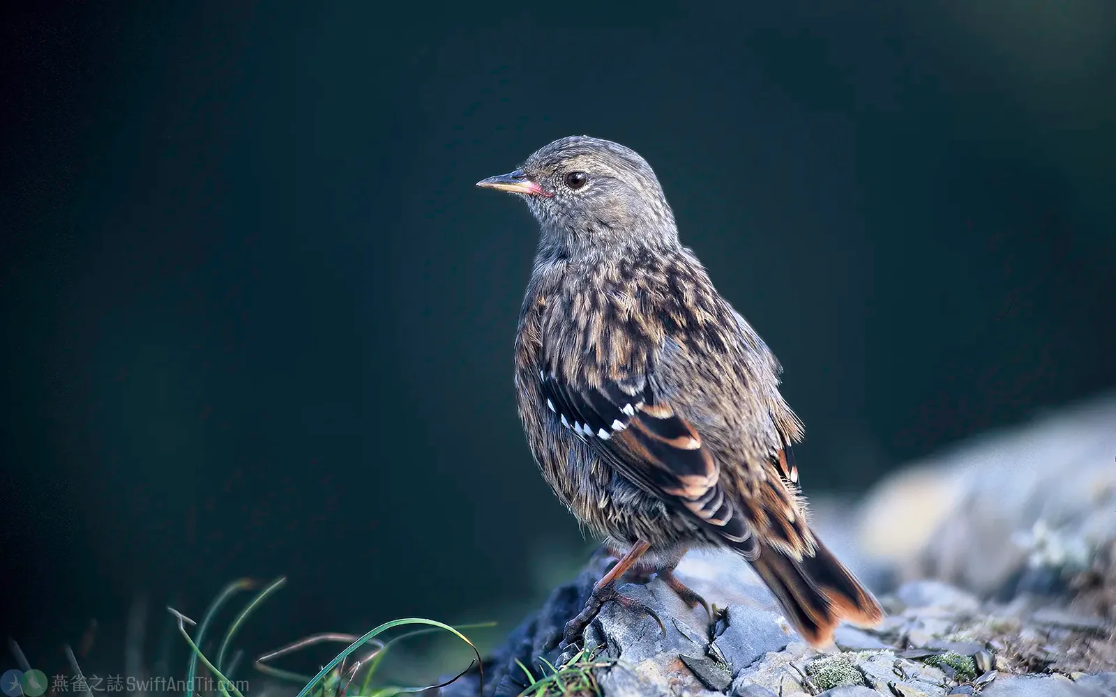 岩鷚 Alpine Accentor
