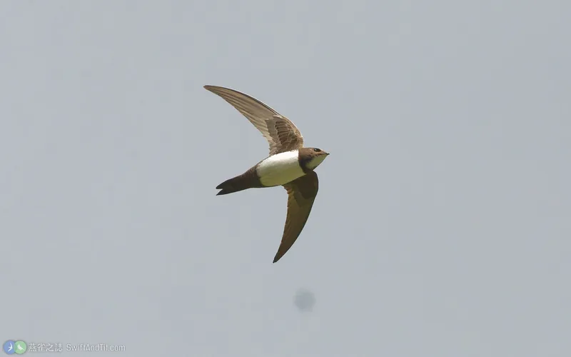 高山雨燕 Alpine Swift