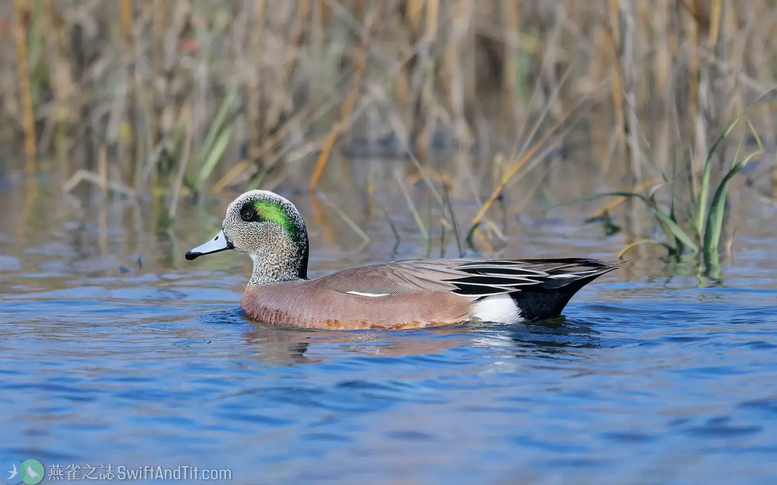 葡萄胸鴨 American Wigeon