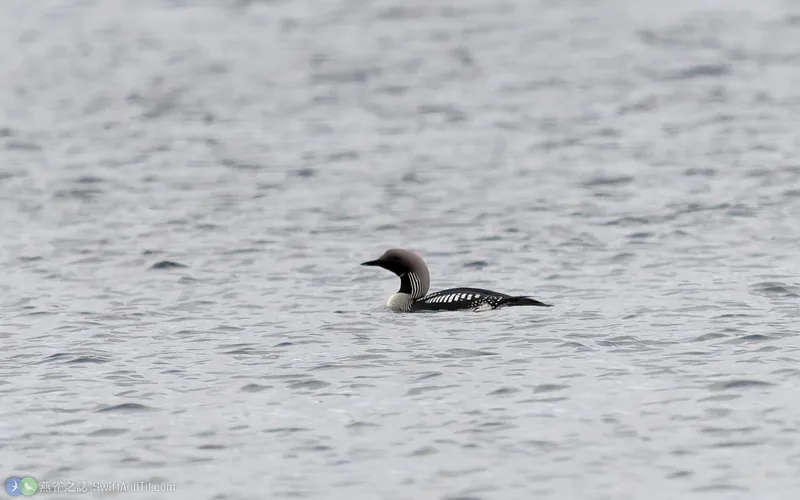 黑喉潛鳥 Arctic Loon