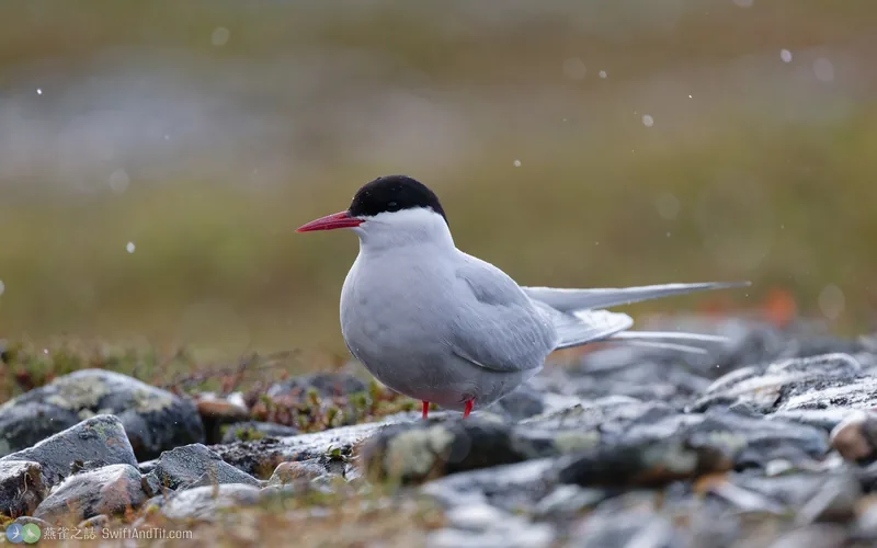北極燕鷗 Arctic Tern 繁殖羽