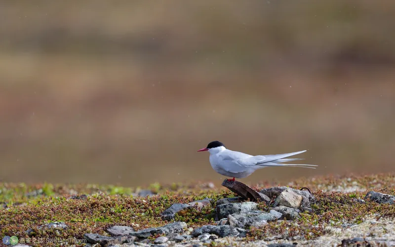 北極燕鷗 Arctic Tern 繁殖羽