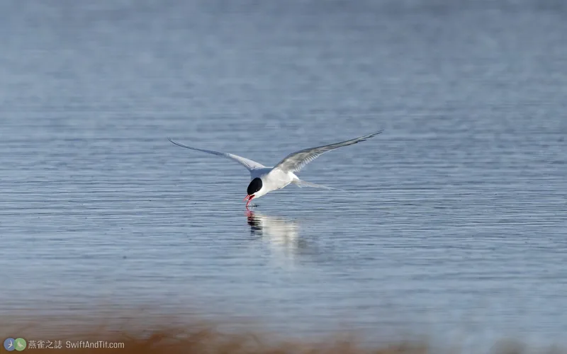 北極燕鷗 Arctic Tern 飛行