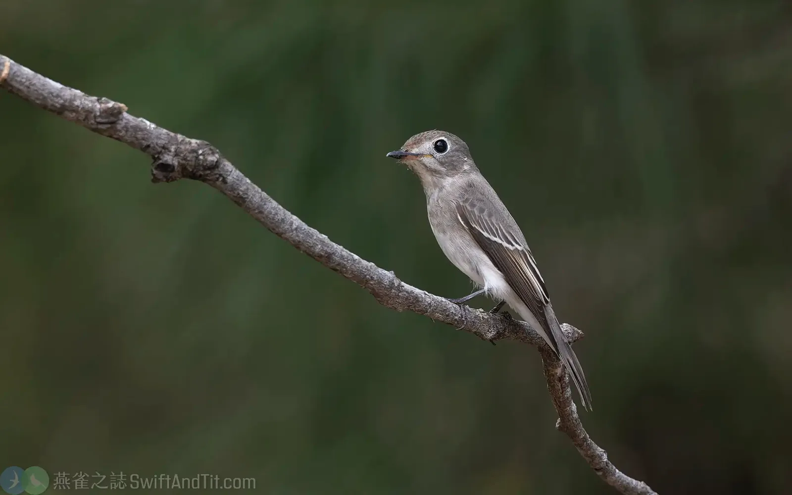 寬嘴鶲 Asian Brown Flycatcher