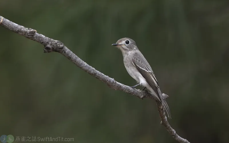寬嘴鶲 Asian Brown Flycatcher