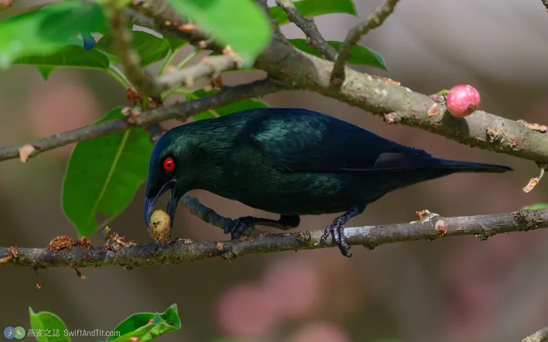 亞洲輝椋鳥 Asian Glossy Starling