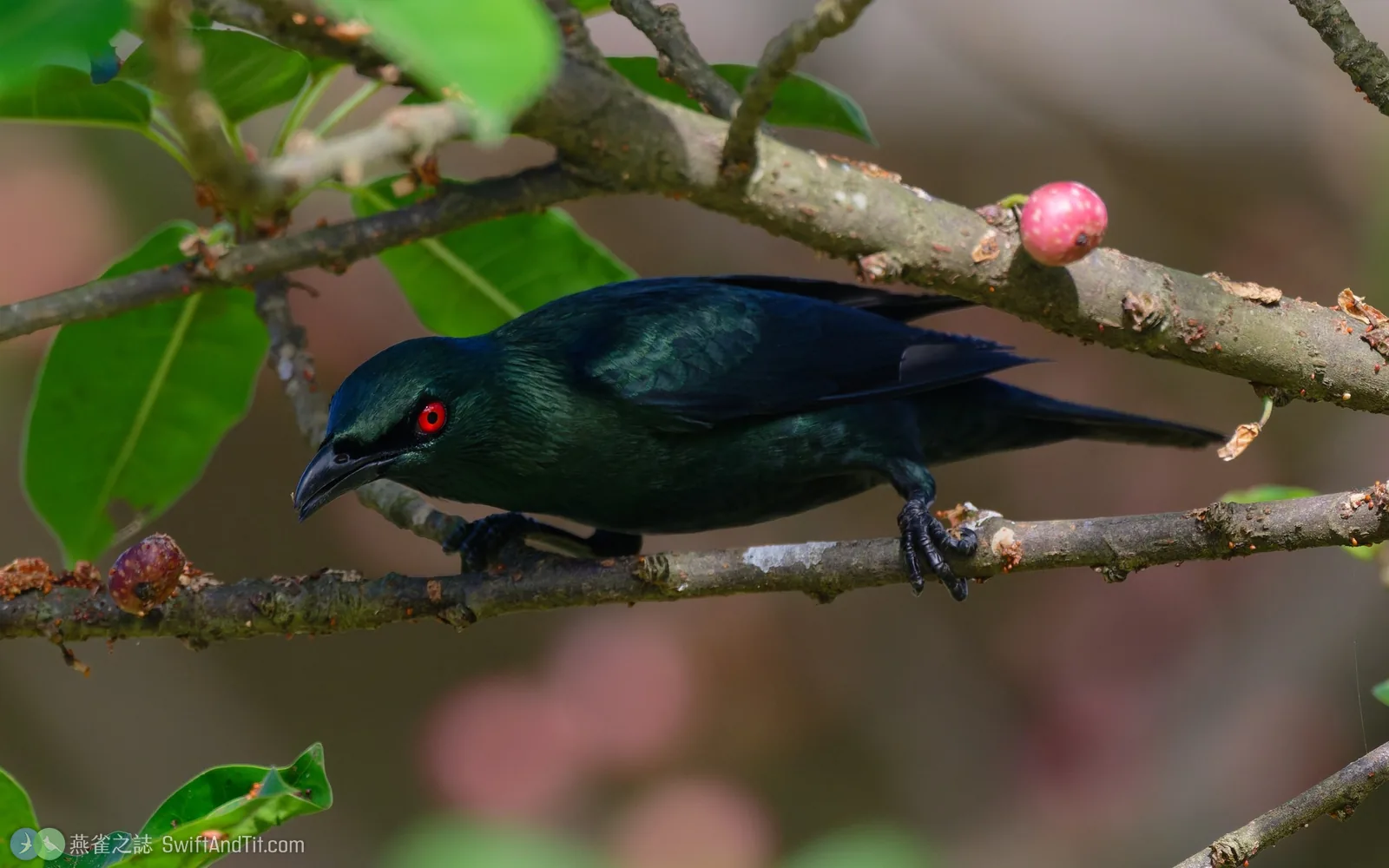 亞洲輝椋鳥 Asian Glossy Starling