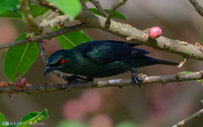 亞洲輝椋鳥 Asian Glossy Starling