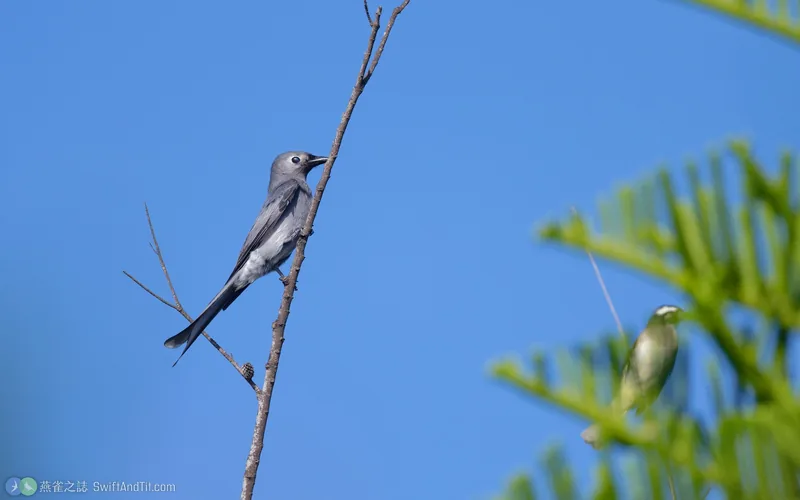灰卷尾 Ashy Drongo