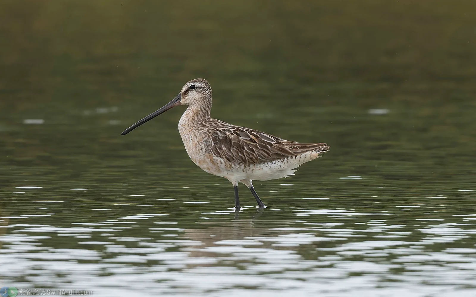 半蹼鷸 Asian Dowitcher