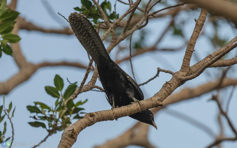 噪鵑 Asian Koel 雄鳥