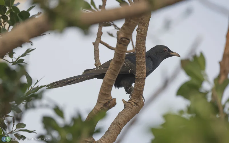 噪鵑 Asian Koel