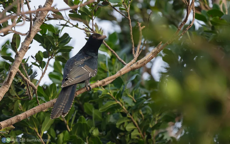 噪鵑 Asian Koel 雄鳥