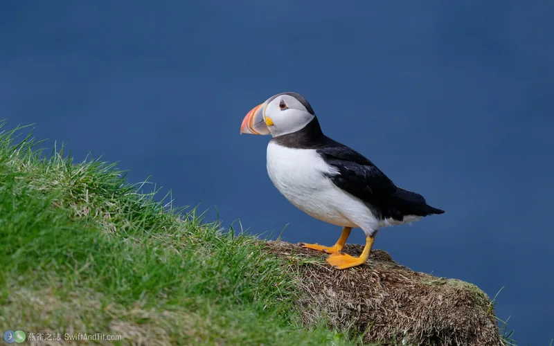 北極海鸚 Atlantic Puffin