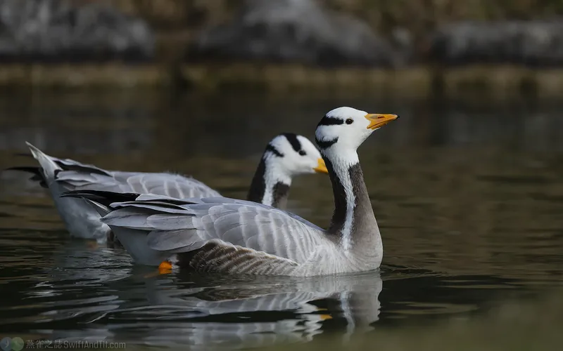 斑頭雁 Bar-headed Goose