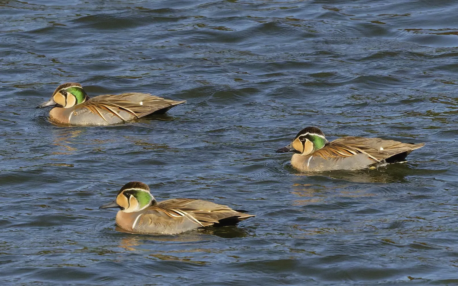 巴鴨 Baikal Teal
