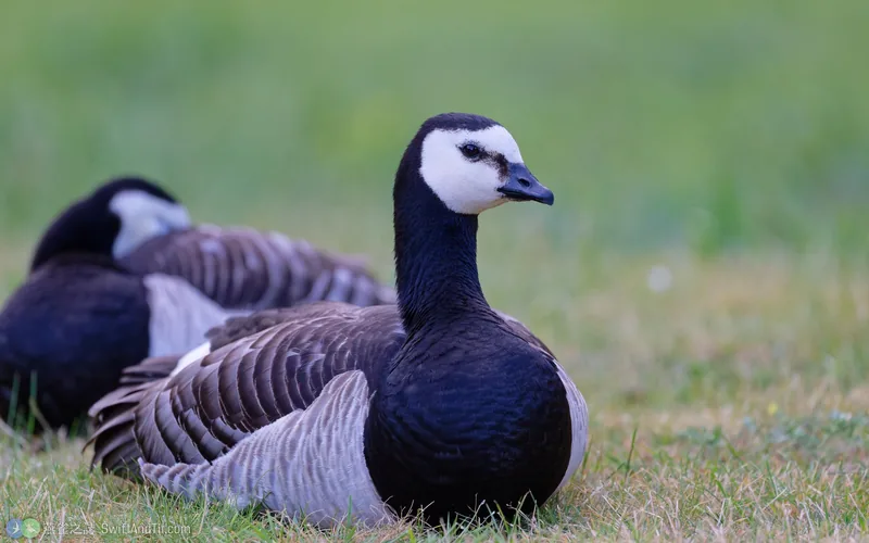 白頰黑雁 Barnacle Goose
