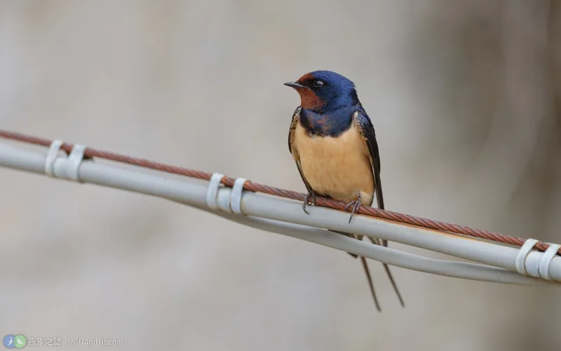 家燕 Barn Swallow