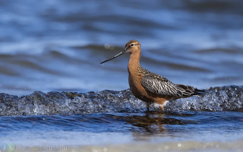 斑尾鷸 Bar-tailed Godwit