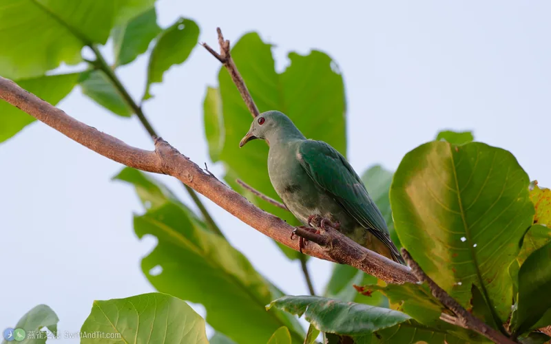 小綠鳩 Black-chinned Fruit-Dove