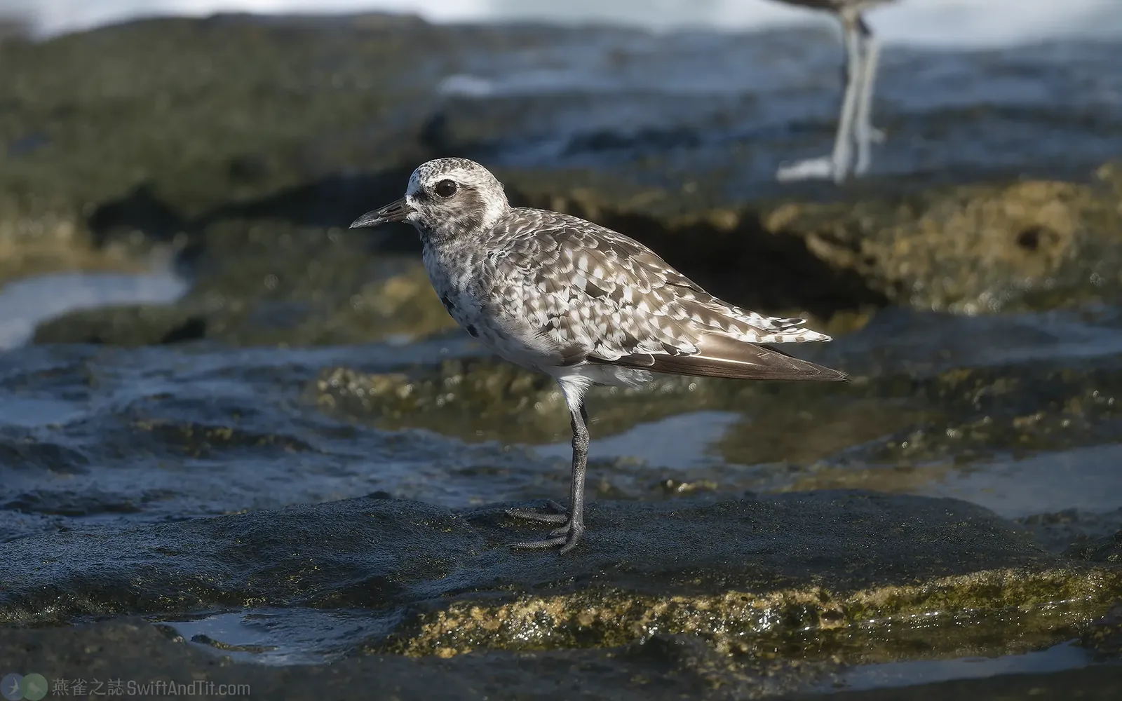 灰斑鴴 Black-bellied Plover