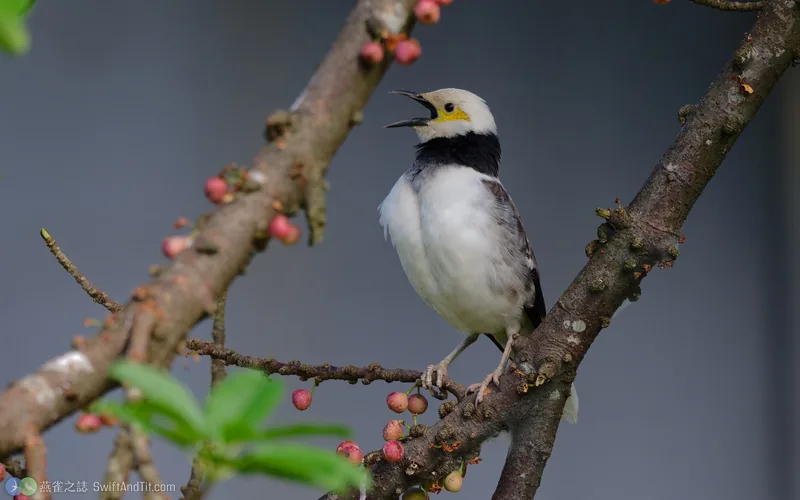 黑領椋鳥 Black-collared Starling