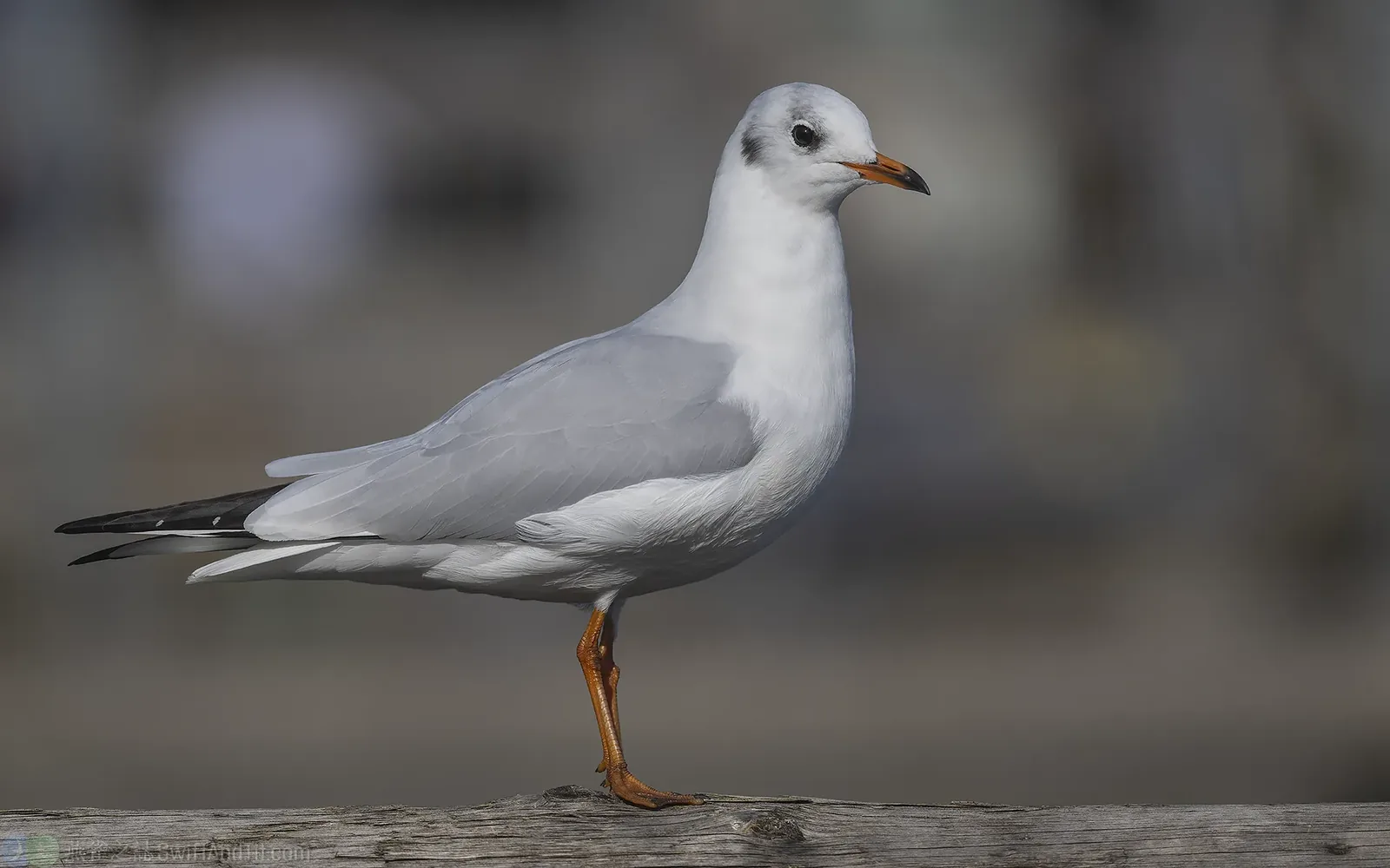 紅嘴鷗 Black-headed Gull