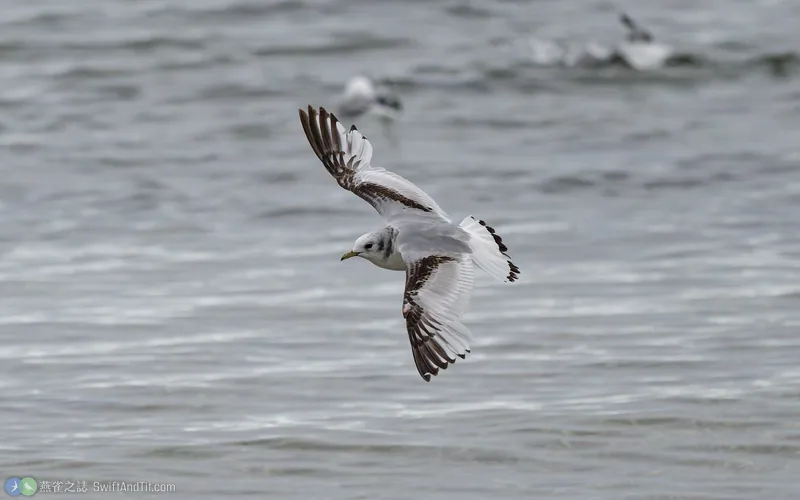 三趾鷗 Black-legged Kittiwake 飛行 亞成鳥