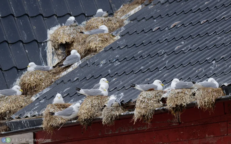 三趾鷗 Black-legged Kittiwake 繁殖