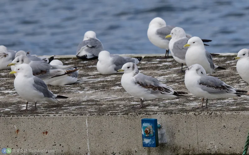 三趾鷗 Black-legged Kittiwake