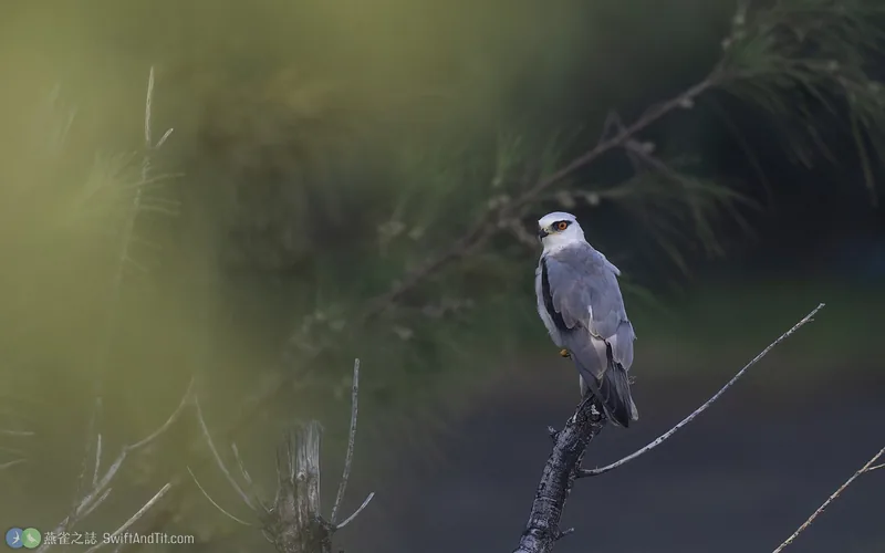 黑翅鳶 Black-winged Kite