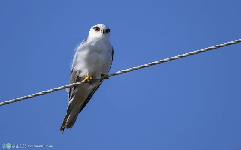 黑翅鳶 Black-winged Kite