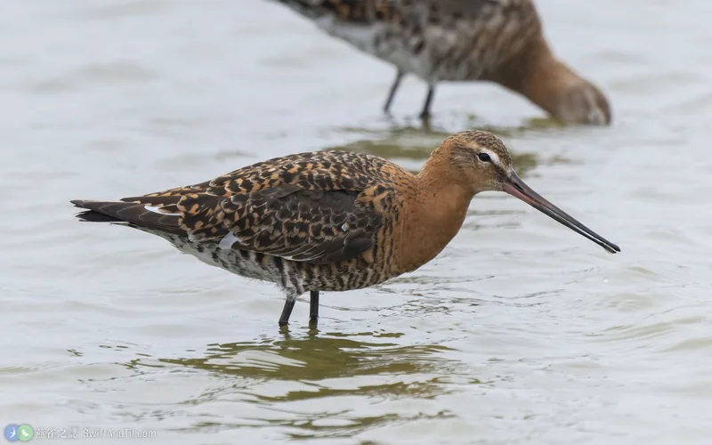 黑尾鷸 Black-tailed Godwit 繁殖羽