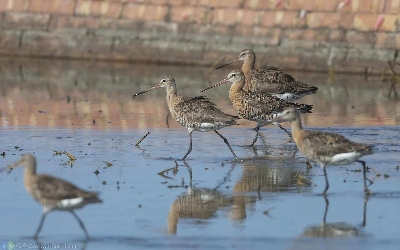 黑尾鷸 Black-tailed Godwit