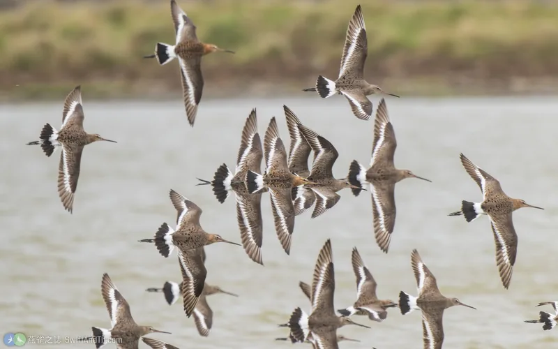 黑尾鷸 Black-tailed Godwit 飛行