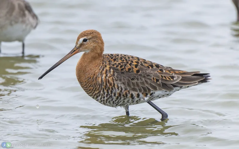 黑尾鷸 Black-tailed Godwit