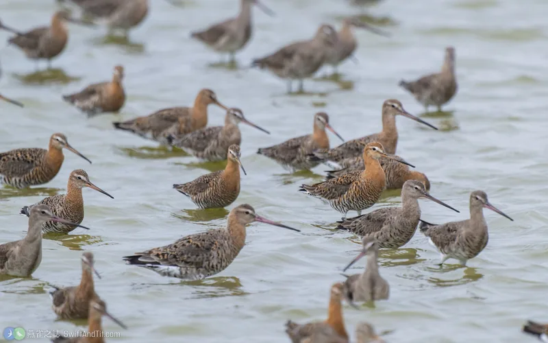 黑尾鷸 Black-tailed Godwit 繁殖羽 非繁殖羽