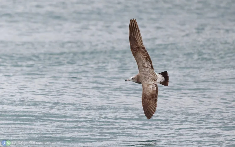 黑尾鷗 Black-tailed Gull