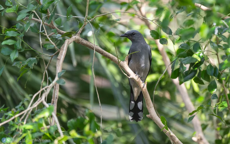 黑翅山椒鳥 Black-winged Cuckooshrike
