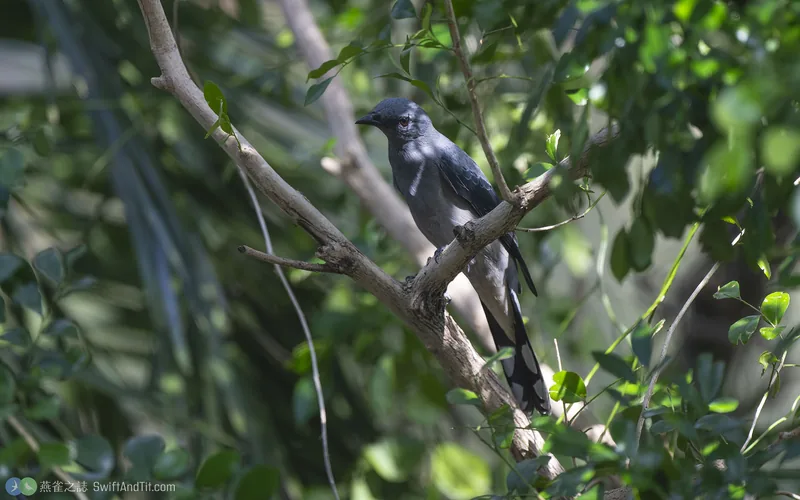 黑翅山椒鳥 Black-winged Cuckooshrike