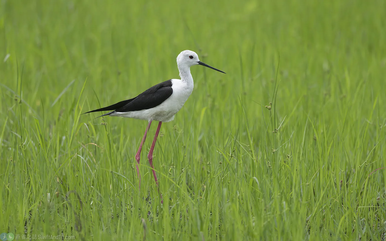 高蹺鴴 Black-winged Stilt