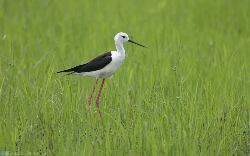 高蹺鴴 Black-winged Stilt