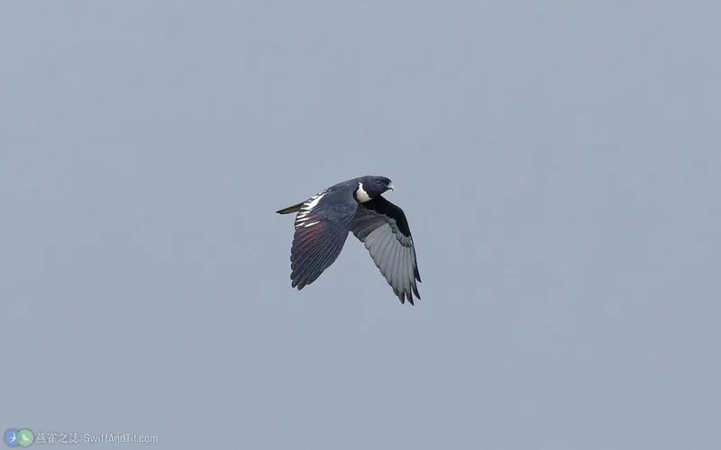 黑冠鵑隼 Black Baza