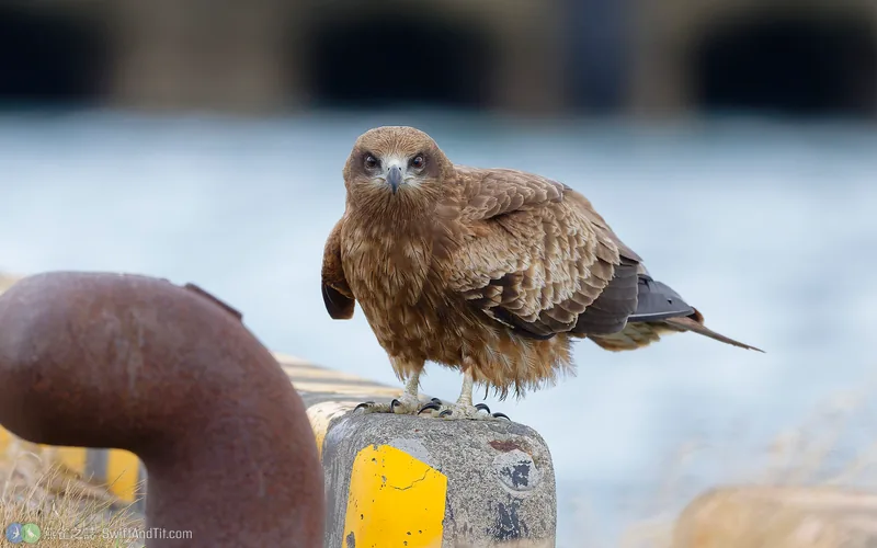 黑鳶 Black Kite 幼鳥