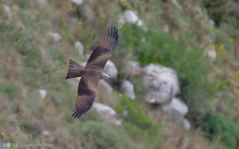 黑鳶 Black Kite 飛行