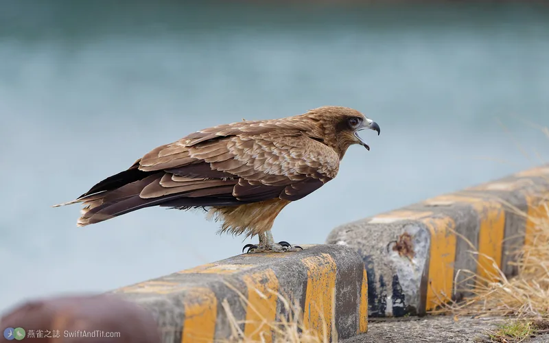 黑鳶 Black Kite 幼鳥