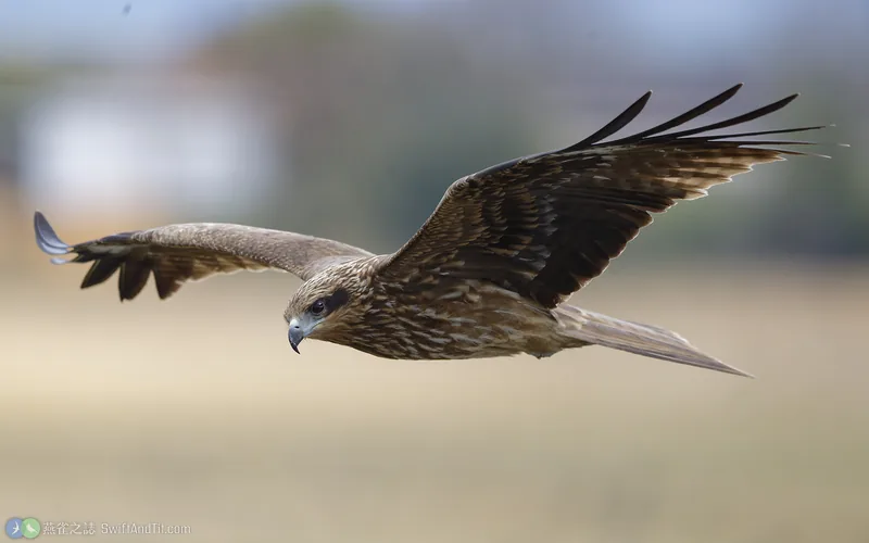 黑鳶 Black Kite