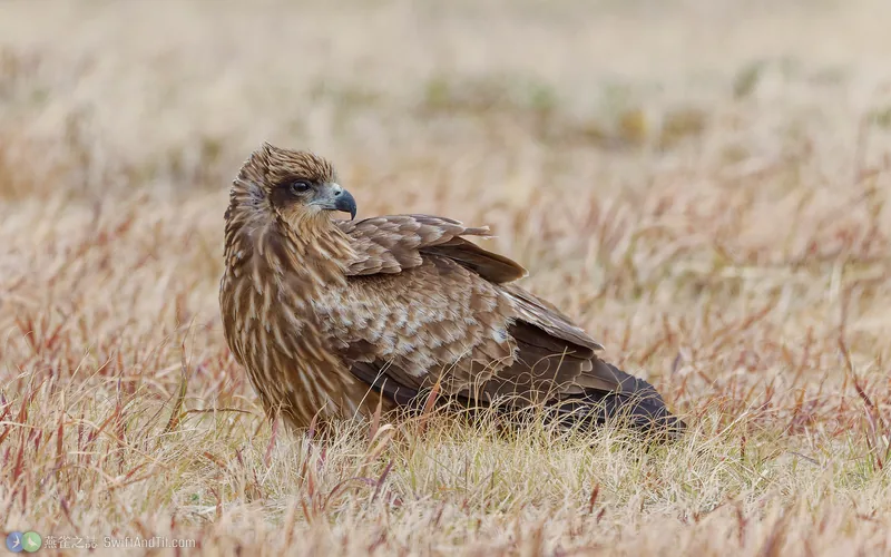 黑鳶 Black Kite 幼鳥
