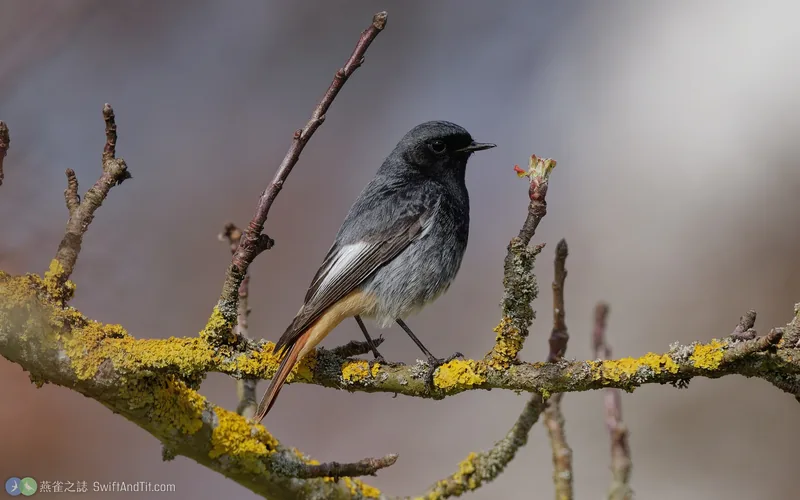 赭紅尾鴝 Black Redstart
